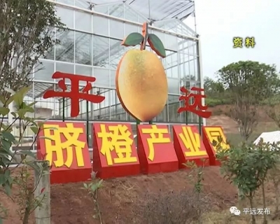 “橙心橙意”注入新动能！平远加快推进脐橙现代农业产业园建设