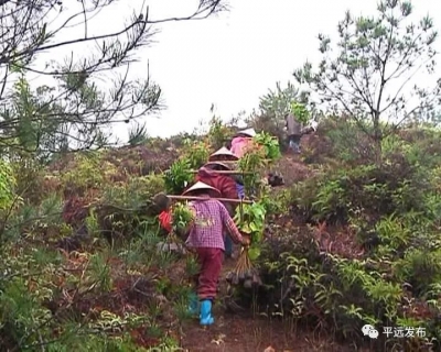 抓住时机，一起种树！平远植树造林任务完成逾六成