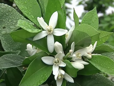 清明踏青何处去？平远数万亩脐橙花开正当时，约起来！