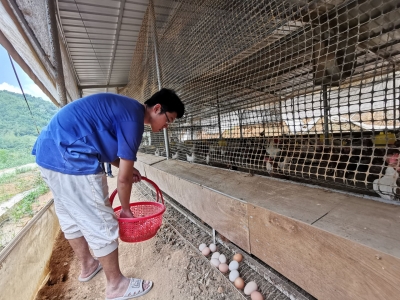 抓住脱贫“鸡”遇！丰顺留隍镇富足村发展特色养殖走出奔康路