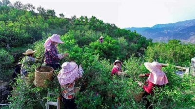 百年以上古树茶2000多亩！丰顺这个村获评“中国最大富硒古树茶村落”