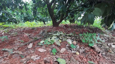连日大雨导致柚树落果严重，果农急！