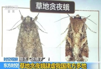 "妖蛾子"来了 南方多地已遭殃六七月份将到达东北