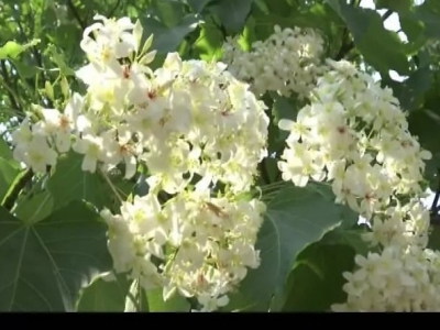 五月桐花盛开似白雪！快来平远邂逅一场“雪景”吧