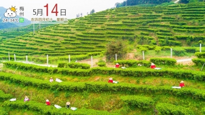 每日一景丨五华七畲径茶场，是茶园又是景区