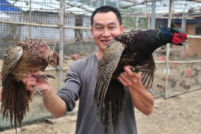 年销近百万元！平远这个村用七彩山鸡“啄“开致富门...