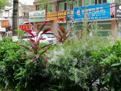 梅城夏日“飞雪”？实是木棉飘絮！市民：这份浪漫难消受…