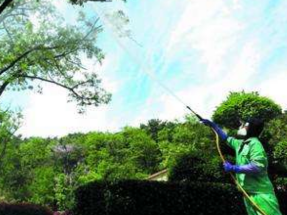 注意！15日起对蕉岭县城路树喷药杀虫，持续十个工作日