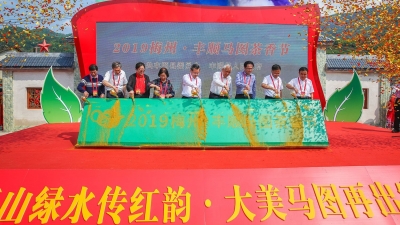 青山绿水传红韵！丰顺马图茶香节今日启动