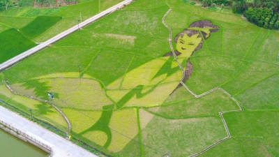 我们种的不是水稻，是艺术！到梅江区西阳镇看稻田画，约吗？