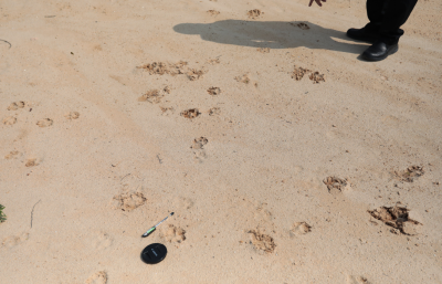 丰顺山区现不明野兽攻击家畜，基本确定为豺