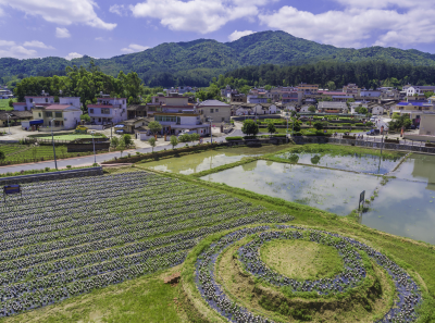 以改革“钥匙”打开发展之门！蕉岭广育村推动乡村振兴真有一套