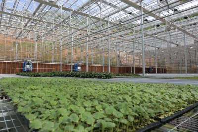 从“田间”到“舌尖”的安全！看梅江区如何给“菜篮子”上保险的