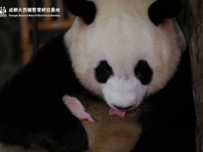 创纪录！全球最小熊猫幼崽平安出生，重量不足一颗鸡蛋