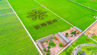 梅州V视丨富美蕉岭·金穗飘香，“一粒米”撬动特色农业发展