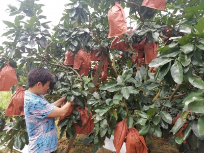 有“里”又有“面”！梅县区松林村脱贫致富路这样走...