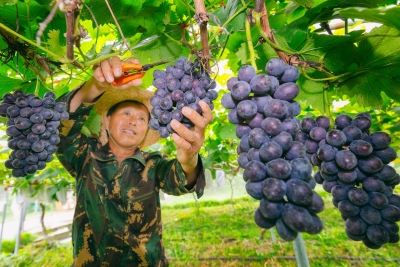 葡萄熟了，农民笑了！大埔百侯华农互联葡萄迎丰产
