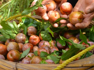 它红了，他笑了！平远河头万亩李子喜获丰收