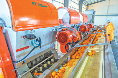 平远脐橙、南药又成新机遇！智能种植助推传统农业焕新生