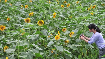此时平远仁居葵花正好，游赏切莫错过！