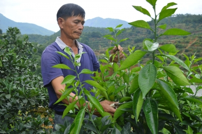 老劳模的卅载橙乡情！来品一品平远脐橙大户的酸甜苦辣