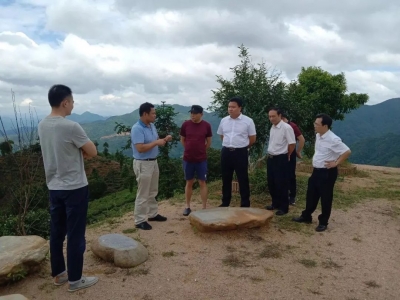 央视导演马坚率队调研丰顺高山茶产业情况 全力宣传丰顺高山茶区域公用品牌