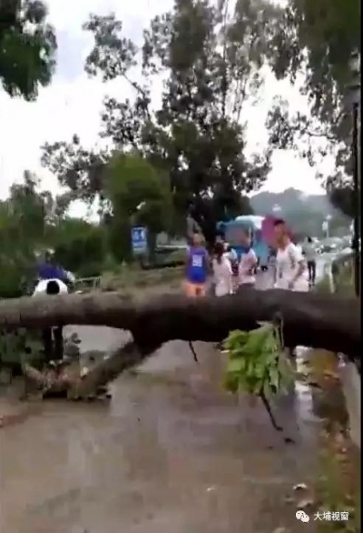 大埔高陂一大树“顶不住”暴雨倒在马路…