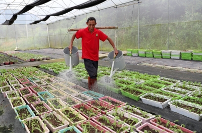 打造“城市后厨”！走进五华县盆栽蔬菜种植基地