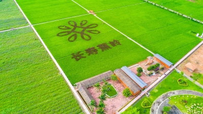 “一粒米”撬动特色农业发展！特色丝苗米高峰论坛周六蕉岭举行