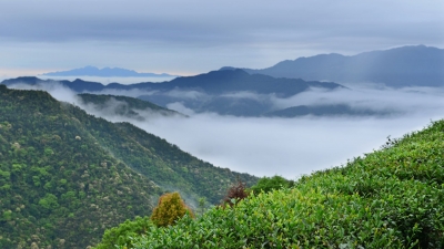 每日一景丨清凉山中享清凉，云雾环绕云雾茶