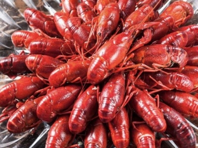 梅县大坪举办“小龙虾萌动节”：体验别样野趣 助力脱贫攻坚