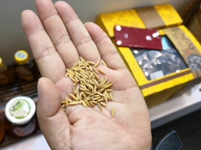 “客都寿乡1号”亮相蕉岭：十年选育，只为一碗好米饭