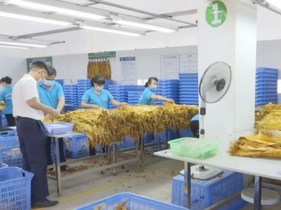 陈伟明调研烟草工作：强基建优服务，力推烟叶生产高质量发展