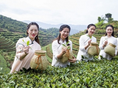 你喝过吗？第十三届“粤茶杯”评审结果出炉，梅州14款茶获奖