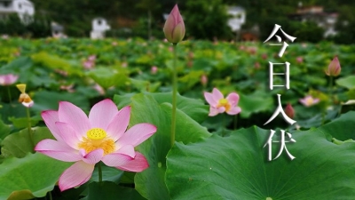 今日“入伏”，“桑拿”上线 ，“蒸煮”或“烧烤”模式开启