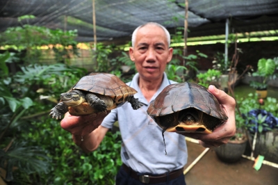 退休后整天打麻将没意思！平远六旬老伯回乡养了几千只龟