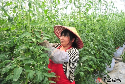 粤港澳大湾区“菜篮子”生产基地，梅州+11！