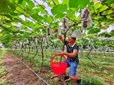 吃货看过来，水果采摘节开幕了，就在梅县这个地方