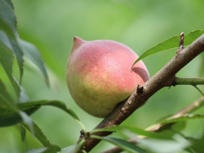 为了这个水果，梅县区邀请专家开了一场研讨会...