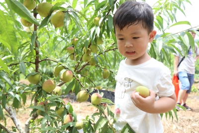 “桃”不过的诱惑！蕉岭广福的鹰嘴桃甜爽来袭