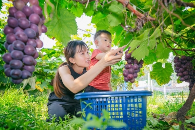 梅江区双黄村的葡萄树已硕果累累，你还不来吗？