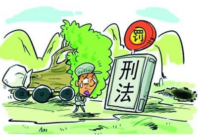 丰顺“光头强”上演现实版盗伐林木，法院：判刑+罚款