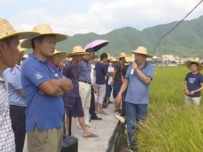 如何提高丝苗米种植技术水平？蕉岭举办了这场观摩培训会...