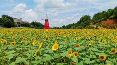8万余株向日葵灿烂盛开！梅县这一大片金色海洋美到炸裂...