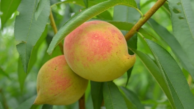 想亲亲我娇艳的“鹰嘴”吗？又到一年桃红时，来去平远八尺摘鹰嘴桃