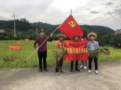 国家统计局大埔调查队开展夏收水稻产量实割实测工作