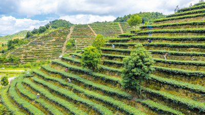 五华：一片茶叶子撬动一个产业