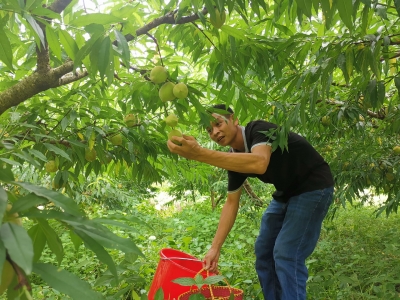 坐标：梅县南口！啵啵脆的鹰嘴桃等你来“盘”