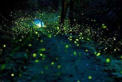 辣评丨吸引眼球为啥非要和萤火虫过不去？