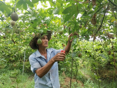 百香果成为“脱贫果” 梅县区白面村精准扶贫助力贫困户增收